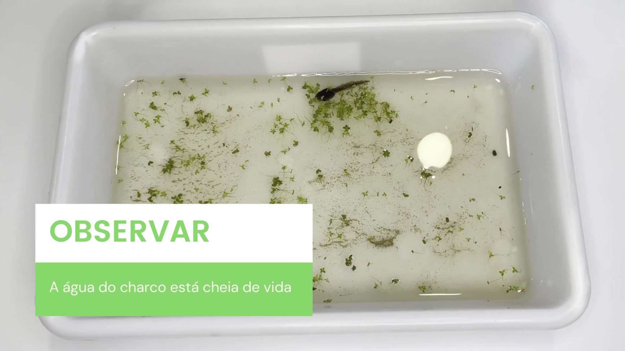 Episódio 3